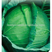 C05 Xiaguan heat resistant 60 days f1 hybrid cabbage seeds